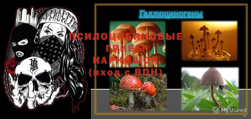 кракен зеркало  Кировград  Псилоцибиновые грибы Psilocybine cubensis 